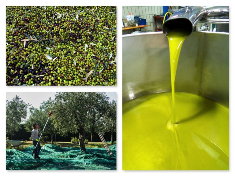 Olive Harvest 2018