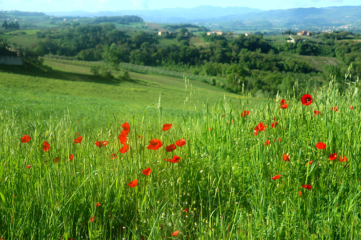Friday Photos From Umbria ~ April 27th, 2019