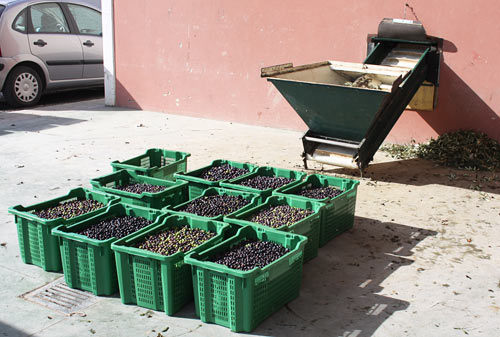 Our First Olive Harvest ~ Part Two