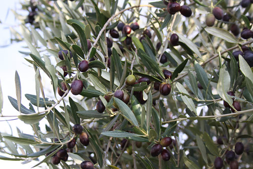 Our First Olive Harvest ~ Part One