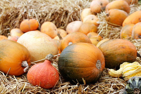 Featured Ingredient – Winter Squash